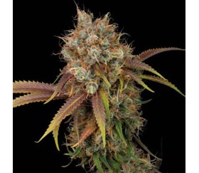 Black Rainbow de SeedStockers