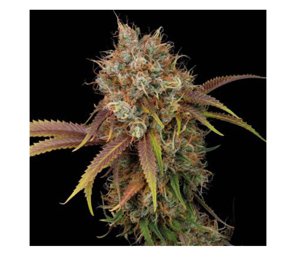 Black Rainbow de SeedStockers