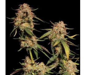 Blue Dream de Seedstockers