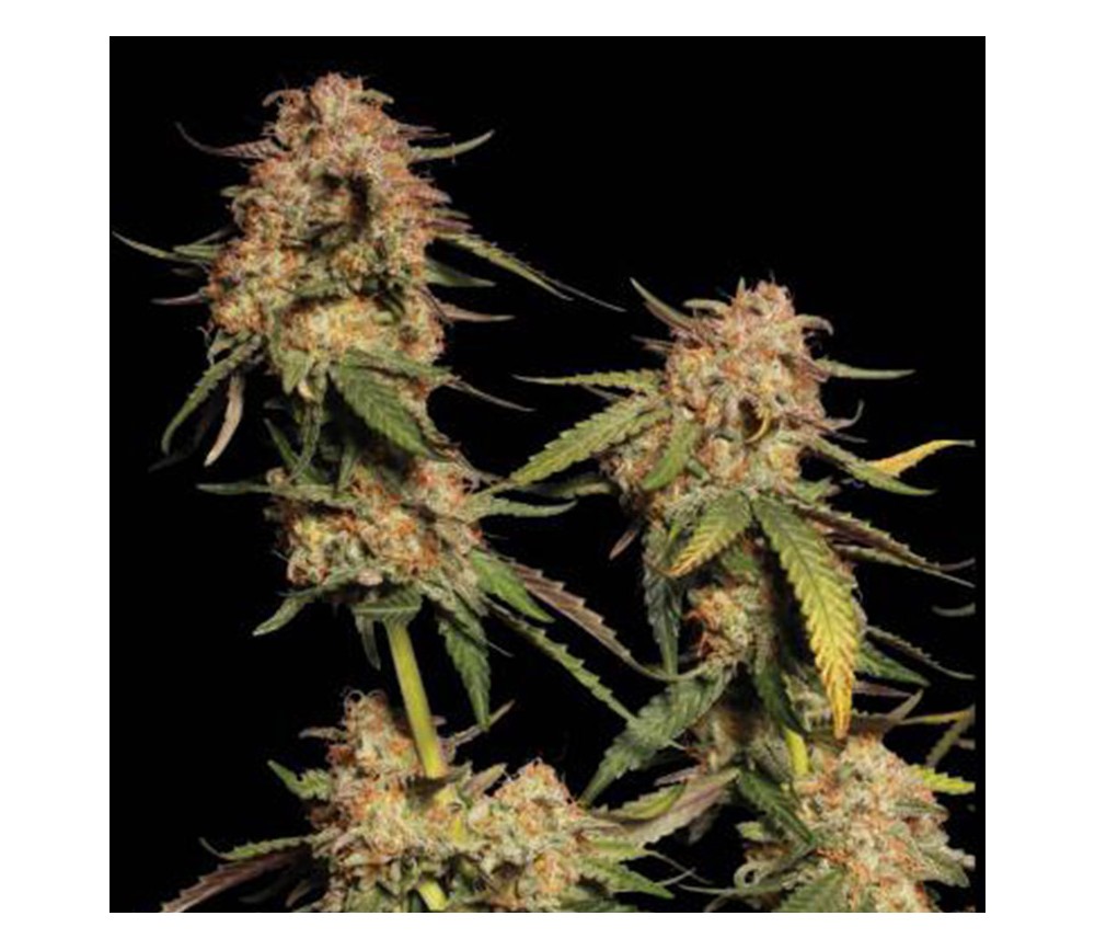 Blue Dream de Seedstockers