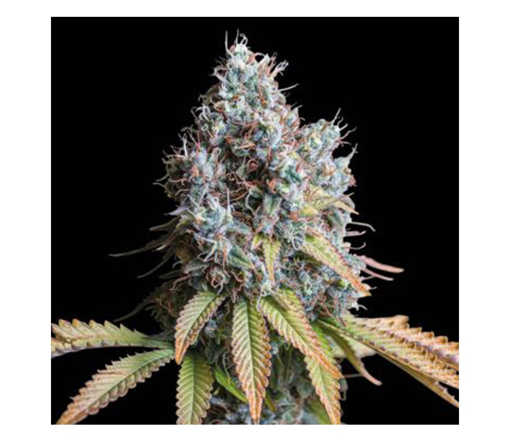Rucu Cucu OG de Seedstockers