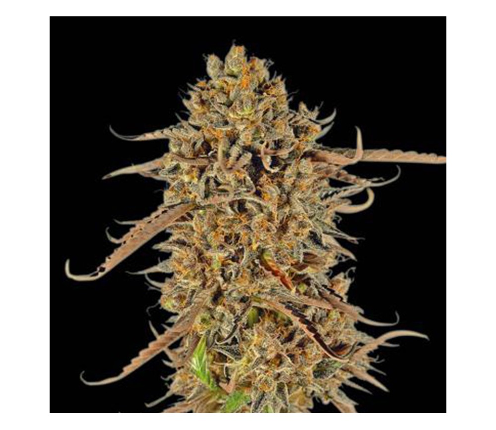 Thunder Banana de Seedstockers