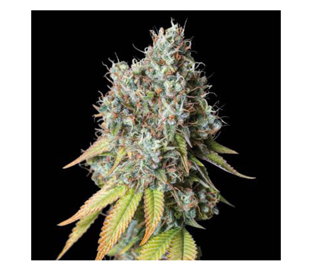 Bruce Banner Auto de Seedstockers