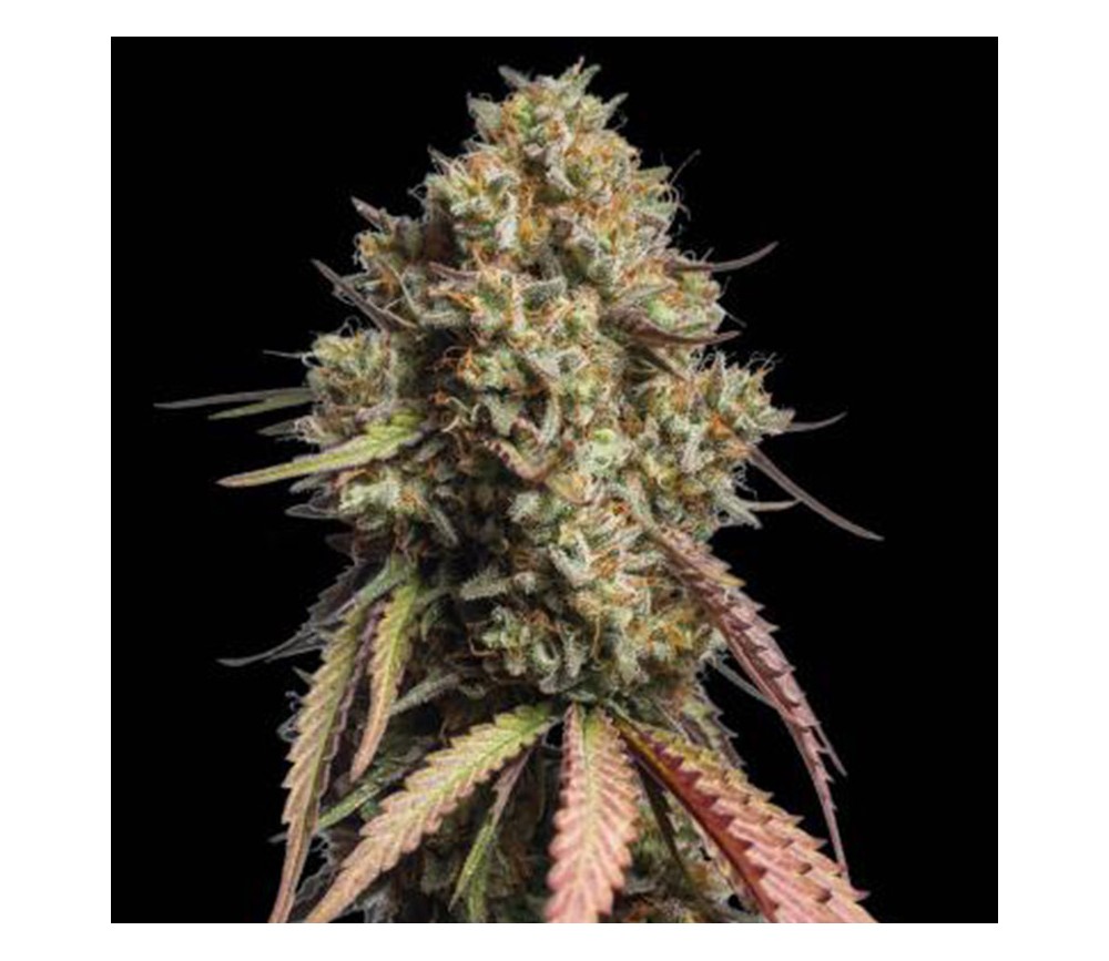 Gorilla Cookies Auto de Seedstockers