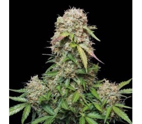 Jack Herer Auto de Seedstockers