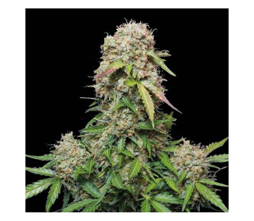 Jack Herer Auto de Seedstockers