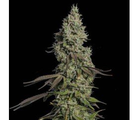 Moby Dick Auto de Seedstockers