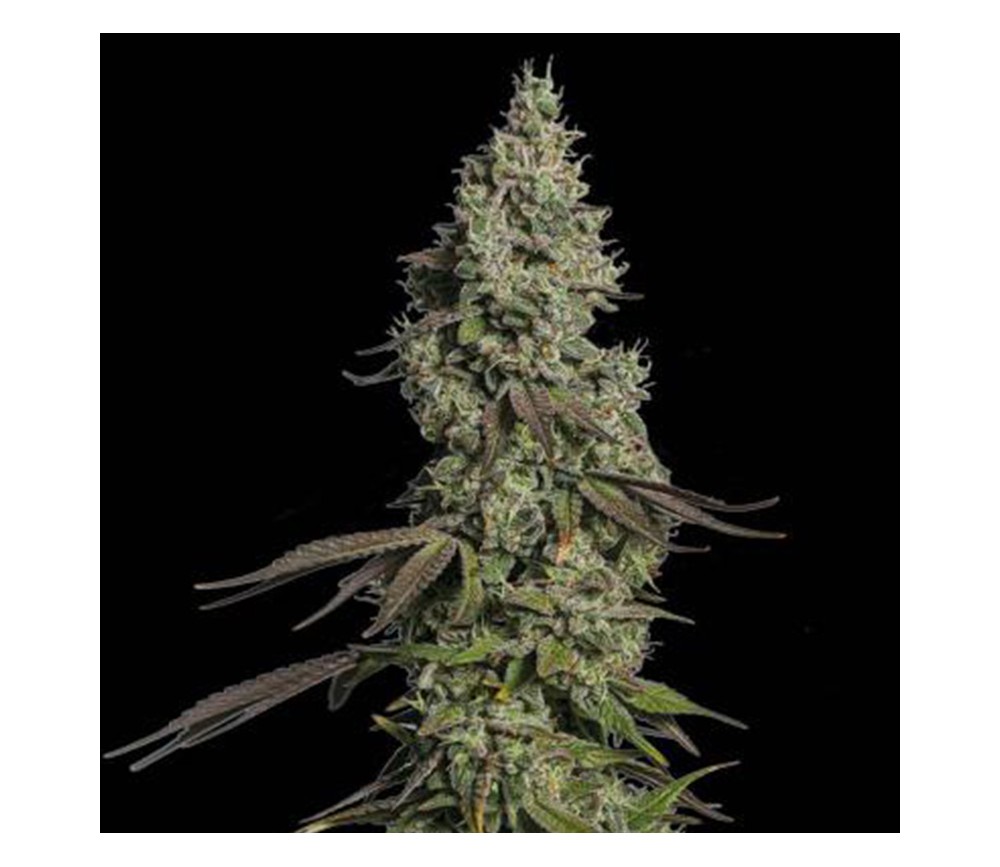 Moby Dick Auto de Seedstockers