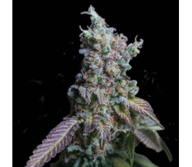 Sour Diesel Auto de Seedstockers