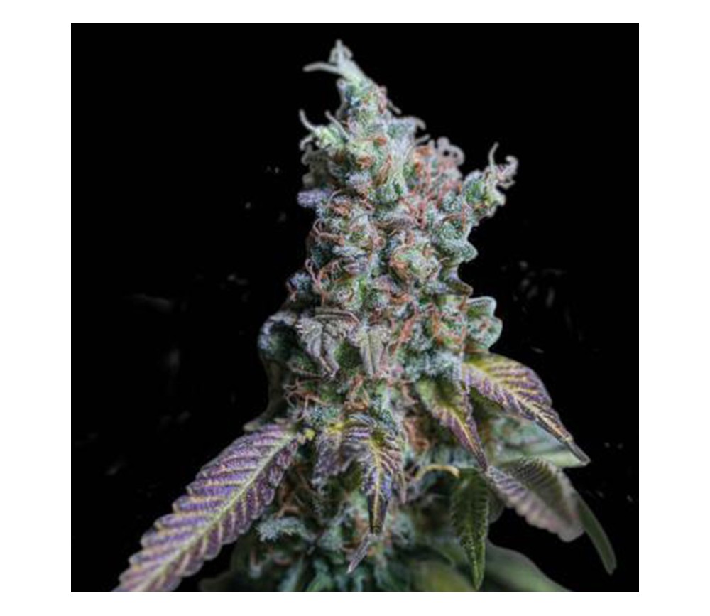 Sour Diesel Auto de Seedstockers