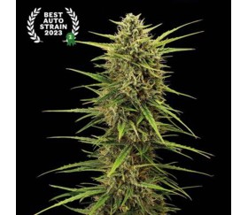 Black Rainbow Auto de SeedStockers