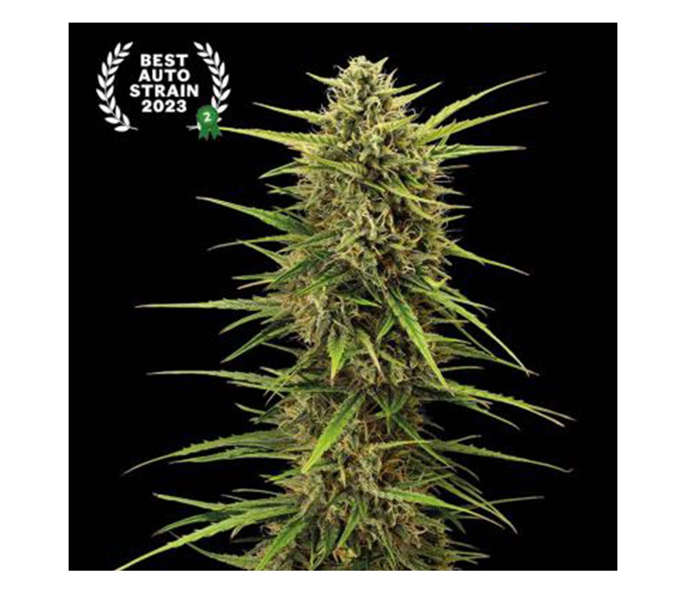 Black Rainbow Auto de SeedStockers