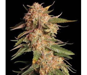 Blue Moby Auto de Seedstockers