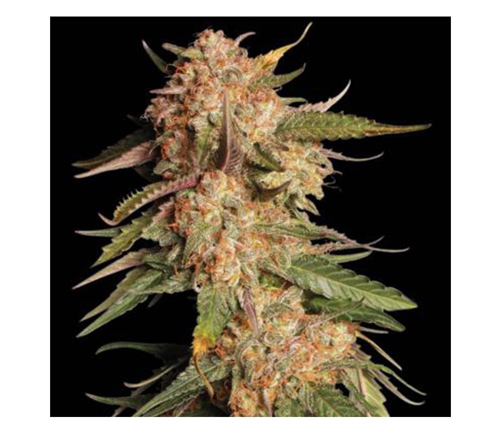 Blue Moby Auto de Seedstockers