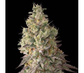 Mack & Crack Auto de Seedstockers