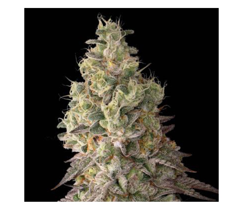 Mack & Crack Auto de Seedstockers