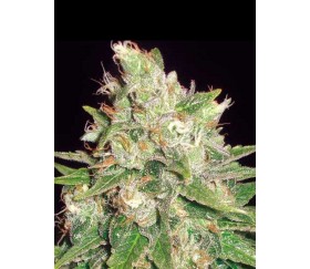 Mazar x Great White Shark de World Of Seeds