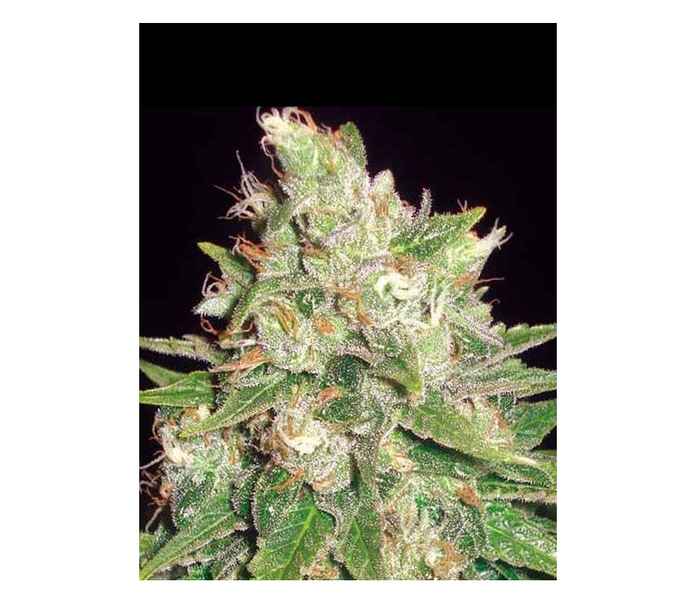 Mazar x Great White Shark de World Of Seeds