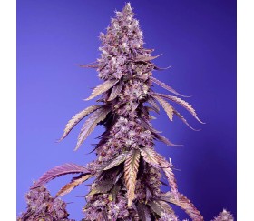 Black Muffin F1 Fast Version de Sweet Seeds