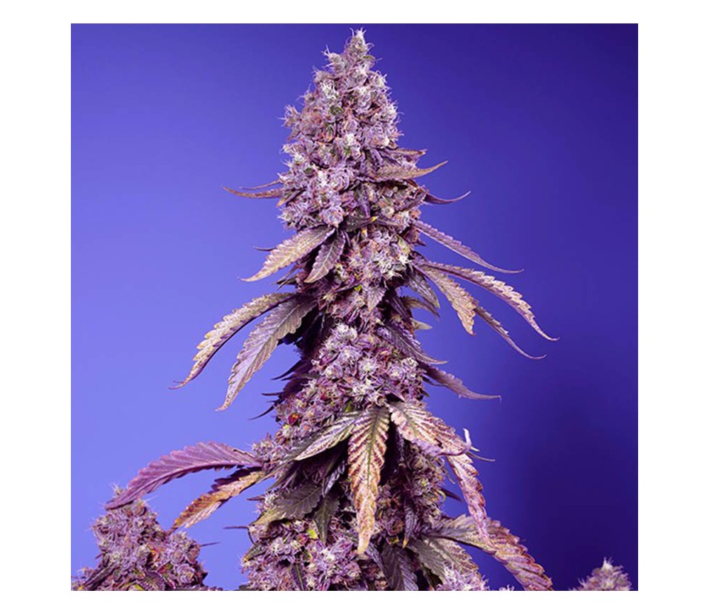 Black Muffin F1 Fast Version de Sweet Seeds