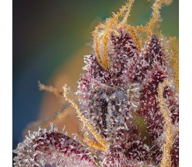 Black Muffin F1 Fast Version de Sweet Seeds