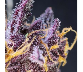 Diablo Rojo XL Auto de Sweet Seeds