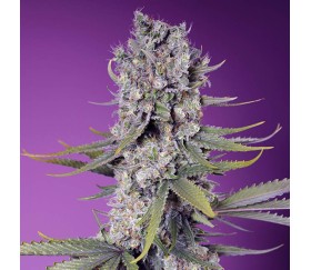 Papaya Zoap F1 Fast Version de Sweet Seeds