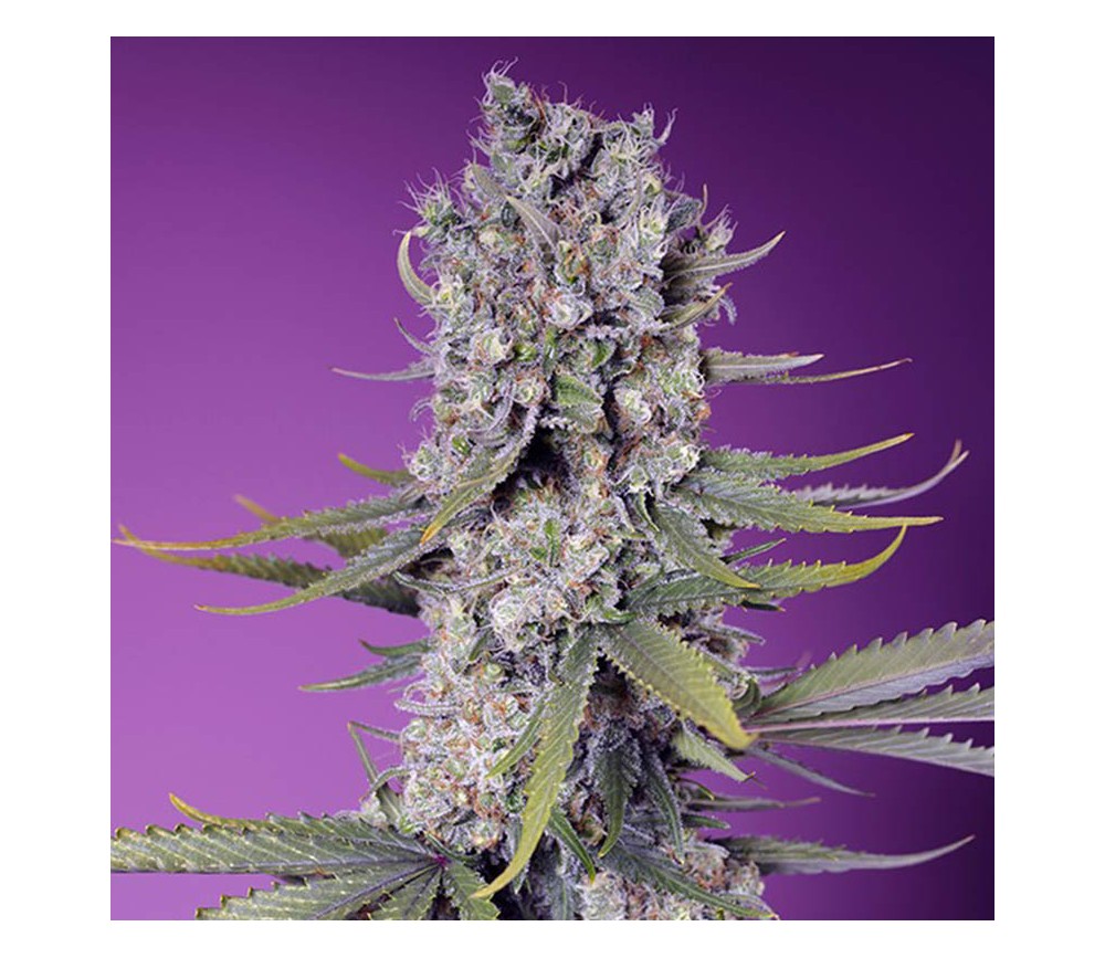 Papaya Zoap F1 Fast Version de Sweet Seeds