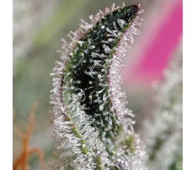 Papaya Zoap Auto de Sweet Seeds