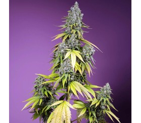 Jet Fuel Mandarine XL Auto de Sweet Seeds