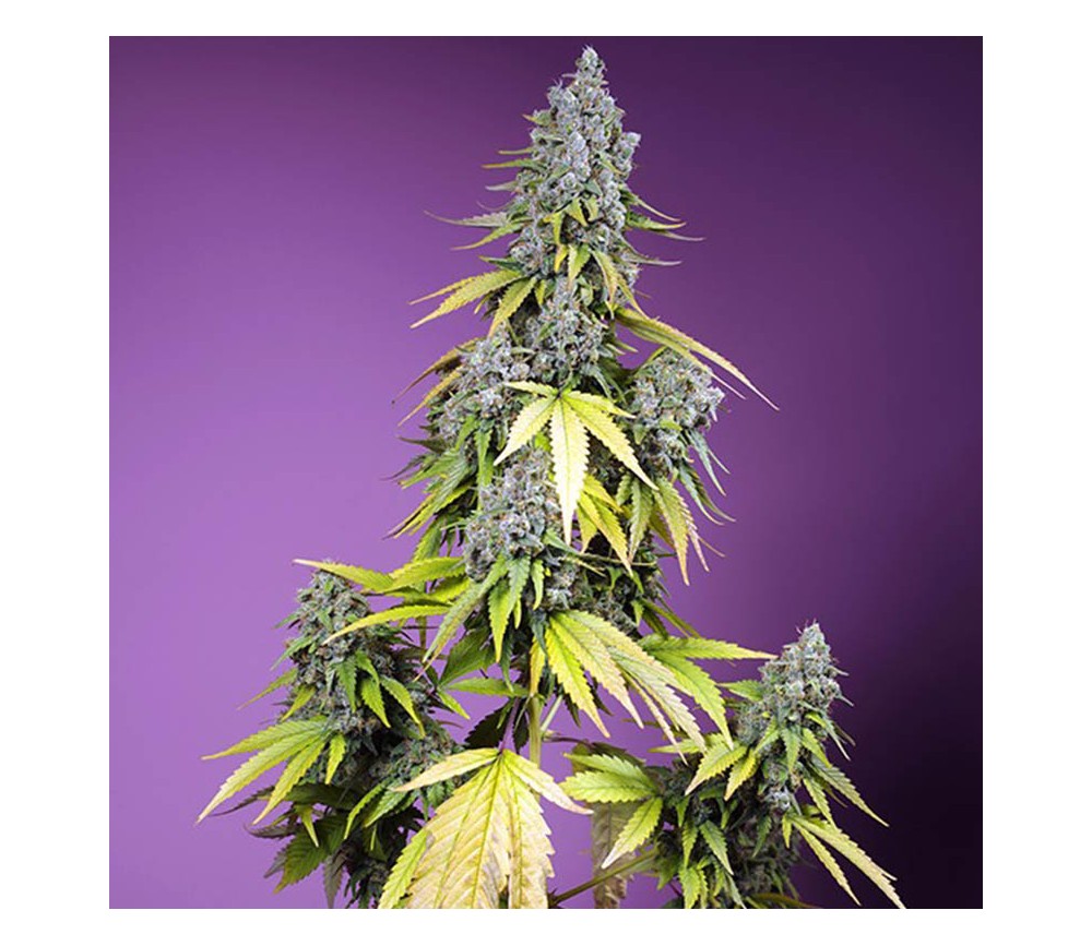 Jet Fuel Mandarine XL Auto de Sweet Seeds