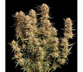 Thunder Banana Auto de Seedstockers