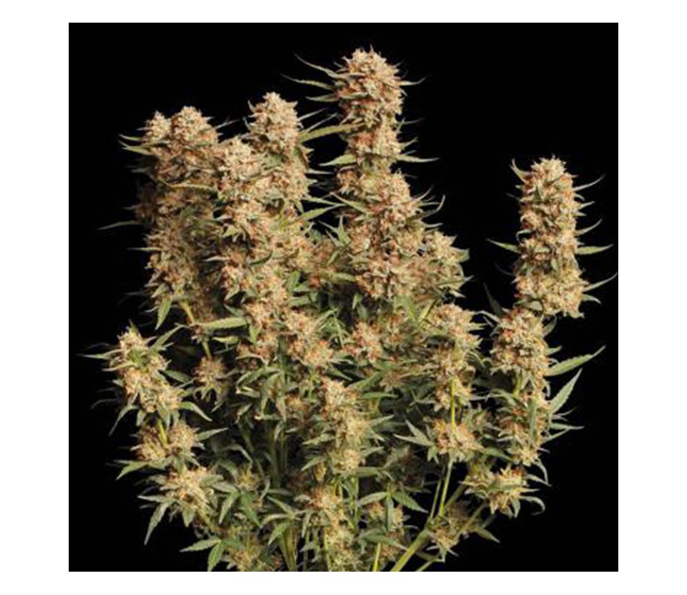 Thunder Banana Auto de Seedstockers