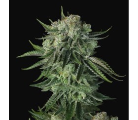 Moby Dick Auto de Fast Buds