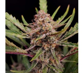 Apricot Auto de Fast Buds