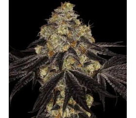 Sunset Paradise de Paradise Seeds