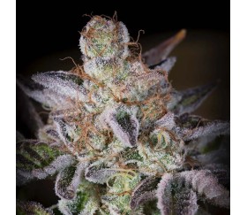 Sweetopia de Paradise Seeds