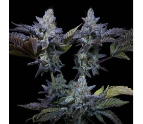 Sweetopia de Paradise Seeds