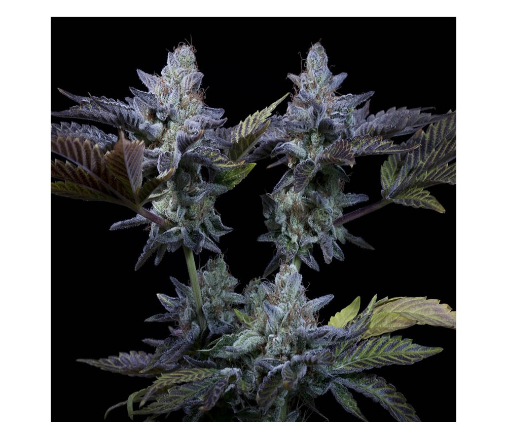 Sweetopia de Paradise Seeds