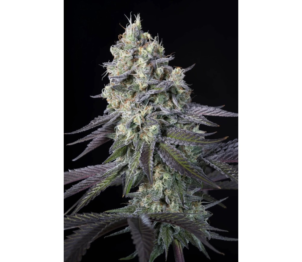 Purple Mints de Paradise Seeds