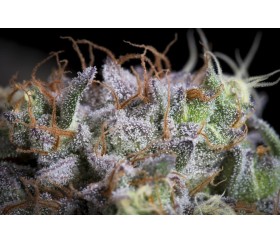 Purple Mints de Paradise Seeds