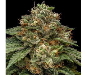 Kroma de Ripper Seeds