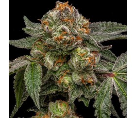 Zake de Ripper Seeds