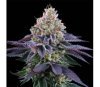 Coco Fresh de Perfect Tree Seeds