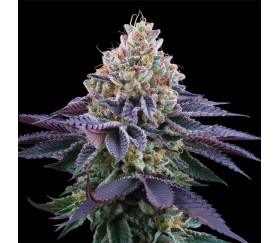 Coco Fresh de Perfect Tree Seeds