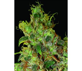Northern Light X Skunk de World of Seeds