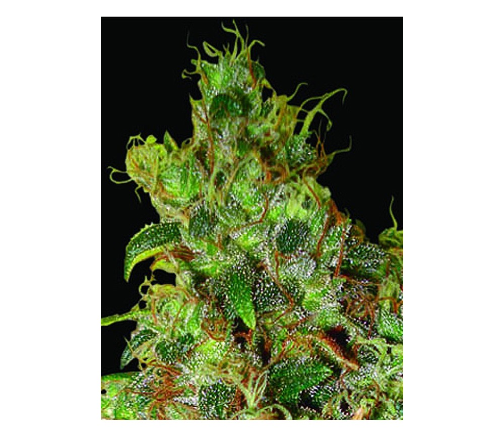 Northern Light X Skunk de World of Seeds