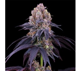 Lemon Coconut Fat Bomb de Perfect Tree Seeds