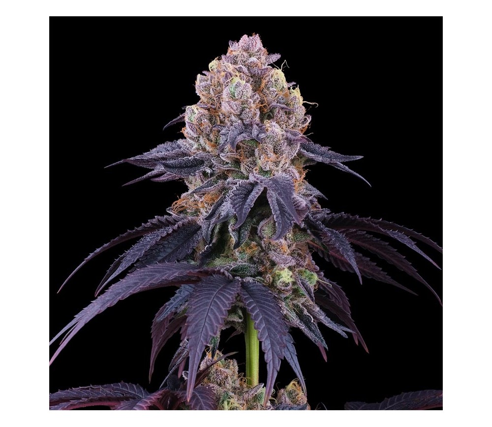 Lemon Coconut Fat Bomb de Perfect Tree Seeds