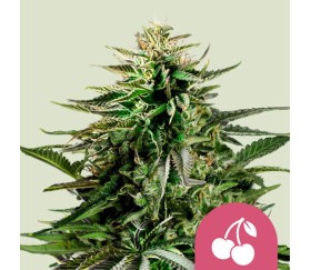 Cherry Pie de Royal Queen Seeds